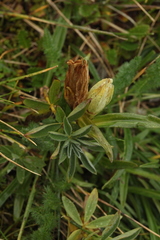 Thermopsis alpina