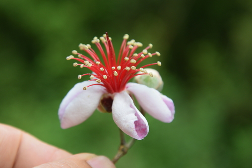 Image of Feijoa sellowiana by (c) Lucas Kaminski, some rights reserved (CC BY)
