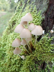 Mycena arcangeliana