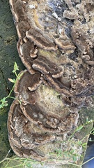 Trametes versicolor