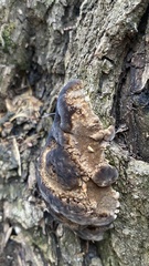 Phellinus igniarius