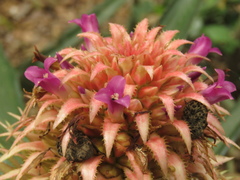 Ananas comosus bracteatus