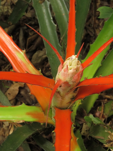 Image of Bromelia serra by (c) Patricio Cowper Coles, some rights reserved (CC BY)