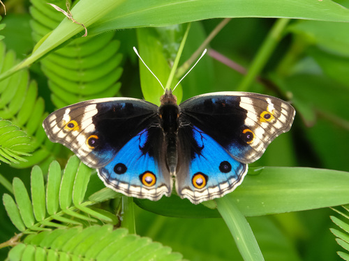 Blue Pansy photo 6
