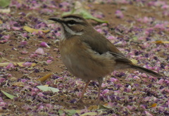 Cercotrichas quadrivirgata