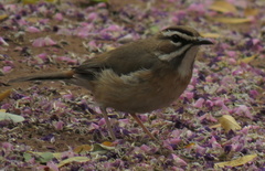 Cercotrichas quadrivirgata