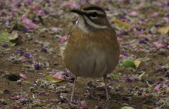 Cercotrichas quadrivirgata