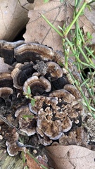 Trametes versicolor