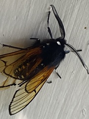 Dasysphinx volatilis