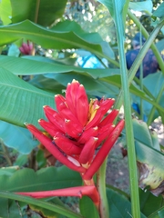 Musa coccinea