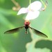 Asiobaccha nubilipennis - Photo (c) Jacky CUDON,  זכויות יוצרים חלקיות (CC BY-NC), uploaded by Jacky CUDON