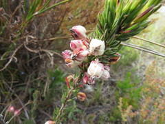 Erica grisbrookii
