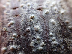 Pertusaria leioplaca