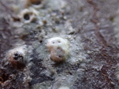 Pertusaria leioplaca