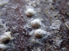 Pertusaria leioplaca