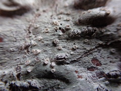 Pertusaria subambigens