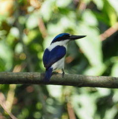 White-Mantled Kingfisher photo 2
