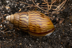 Achatina