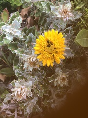 Berkheya barbata