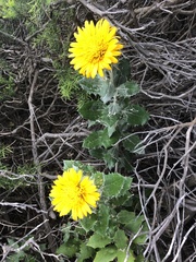 Berkheya barbata