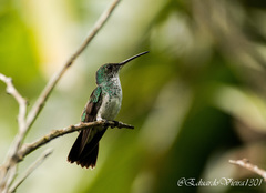 Chrysuronia leucogaster
