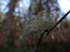 Usnea cornuta