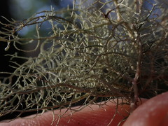 Usnea cornuta
