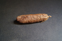 Araucaria angustifolia