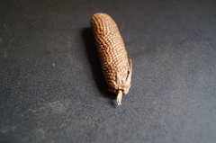 Araucaria angustifolia