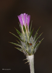 Carduus argentatus