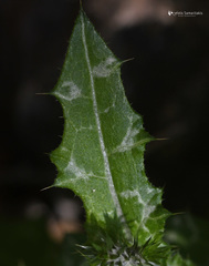 Carduus argentatus