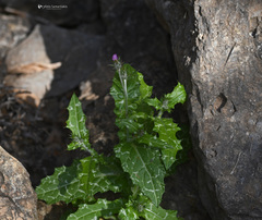 Carduus argentatus