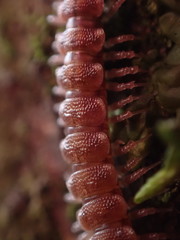 Scytonotus