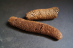 Araucaria angustifolia