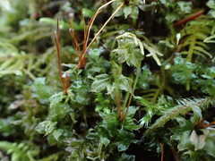 Plagiomnium venustum