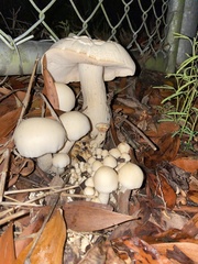 Macrocybe crassa