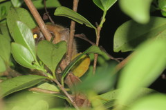 Microcebus rufus