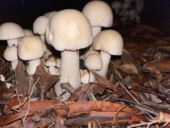 Macrocybe crassa
