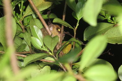 Microcebus rufus