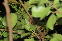 Microcebus rufus
