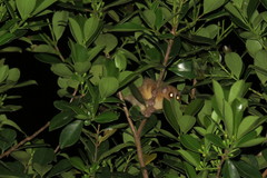 Microcebus rufus