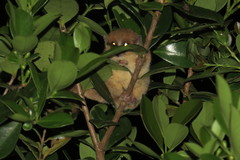 Microcebus rufus
