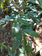 Wisteriopsis reticulata