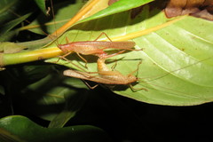 Agraeciini