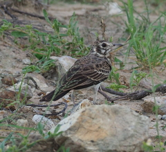 Pinarocorys nigricans