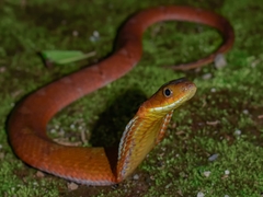 Dull Bamboo Snake photo 4