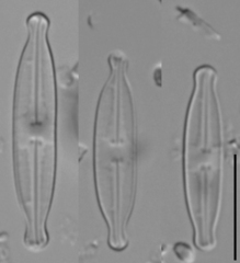 Nupela potapovae