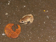 Adenomera hylaedactyla