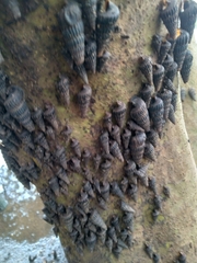 Cerithidea decollata