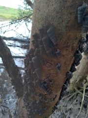 Cerithidea decollata